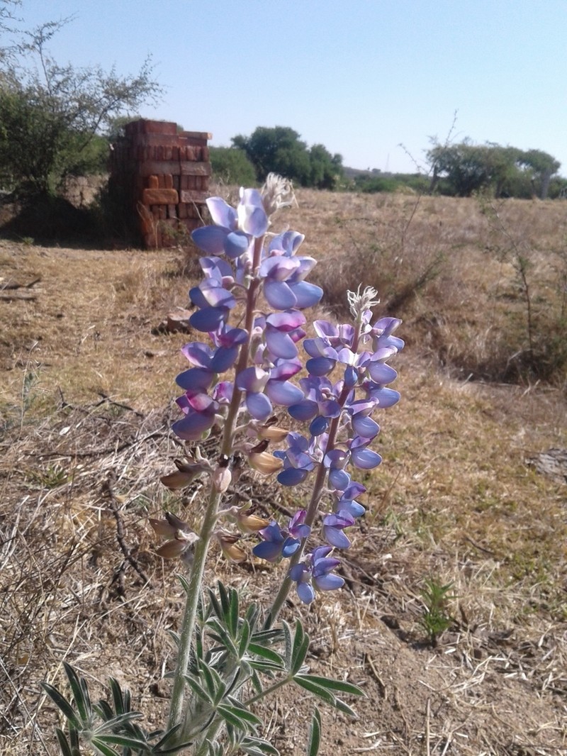 Elegant Lupine photo 6