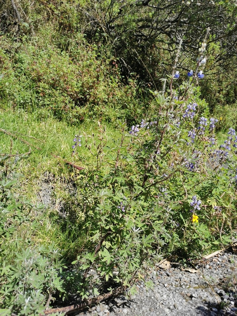 Elegant Lupine photo 7