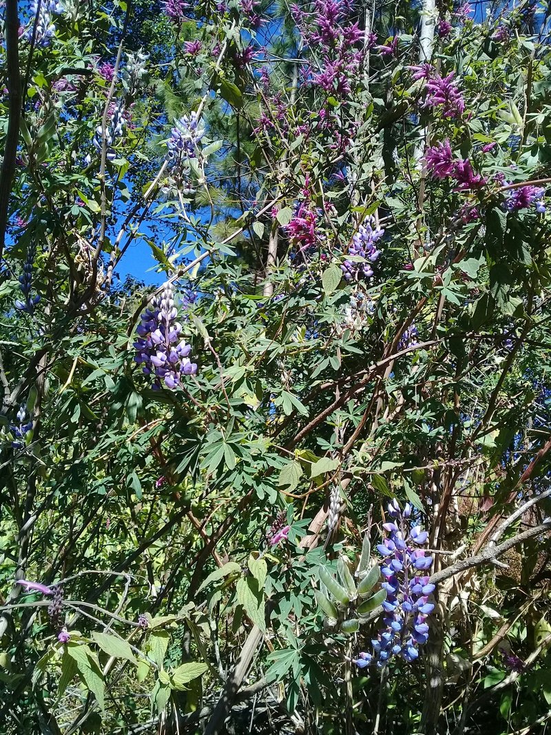 Elegant Lupine
