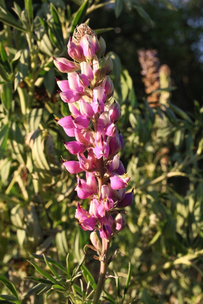 Lupinus elegans var. elegans