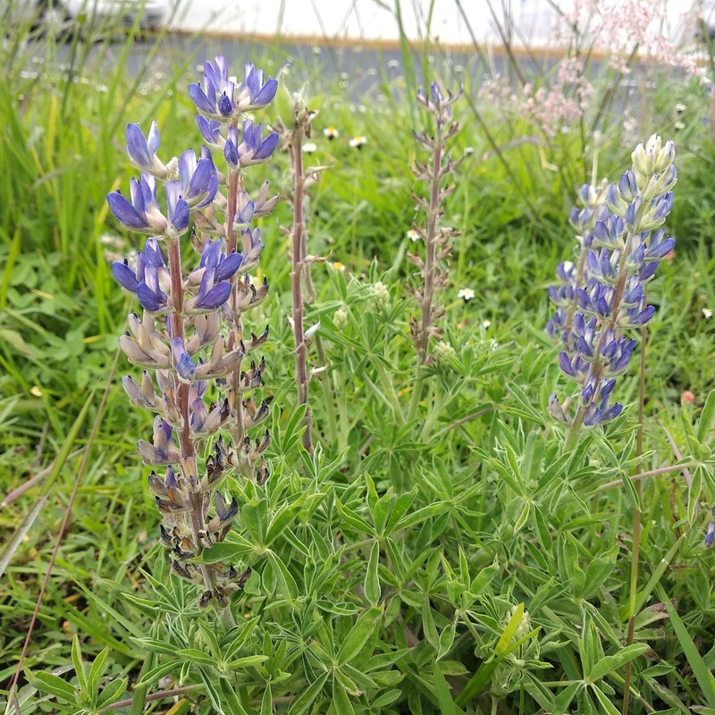 Lupinus elegans var. elegans photo 2
