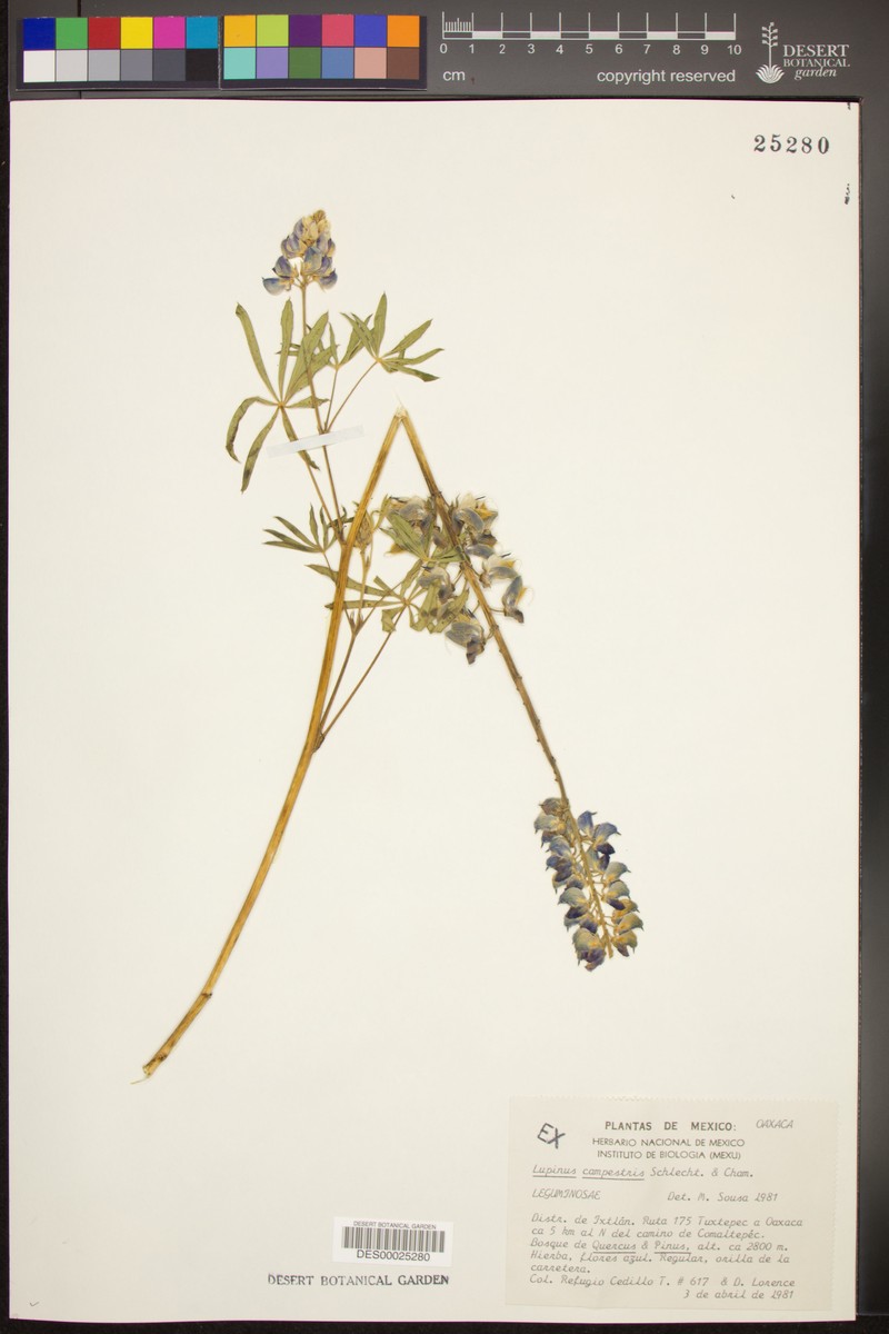 Lupinus elegans var. elegans photo 3