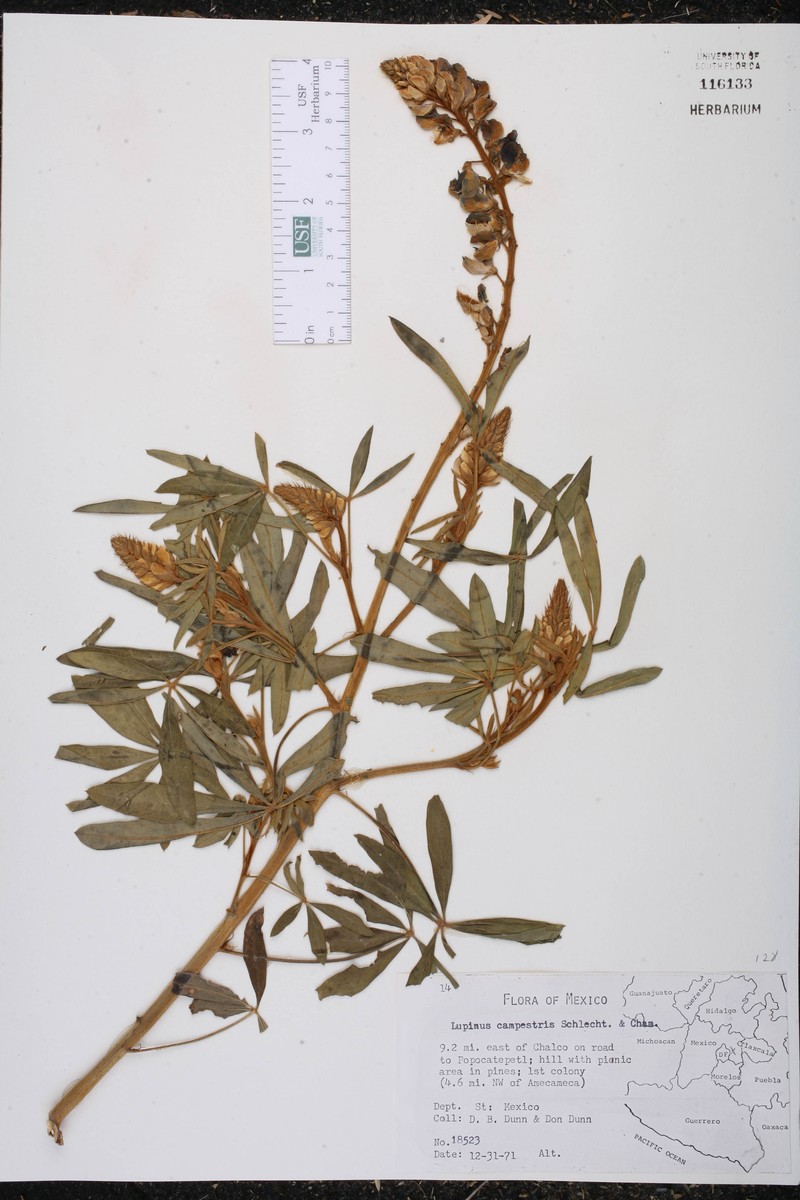 Lupinus elegans var. elegans photo 5
