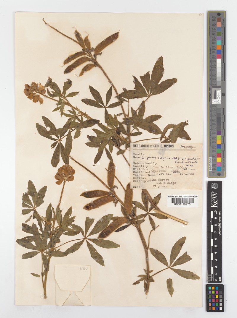 Lupinus elegans var. pulchellus