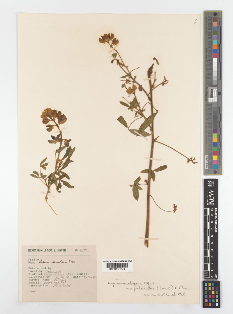 Lupinus elegans var. pulchellus photo 2