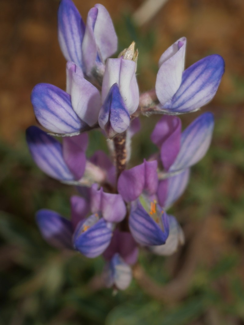 Lupinus ellsworthianus