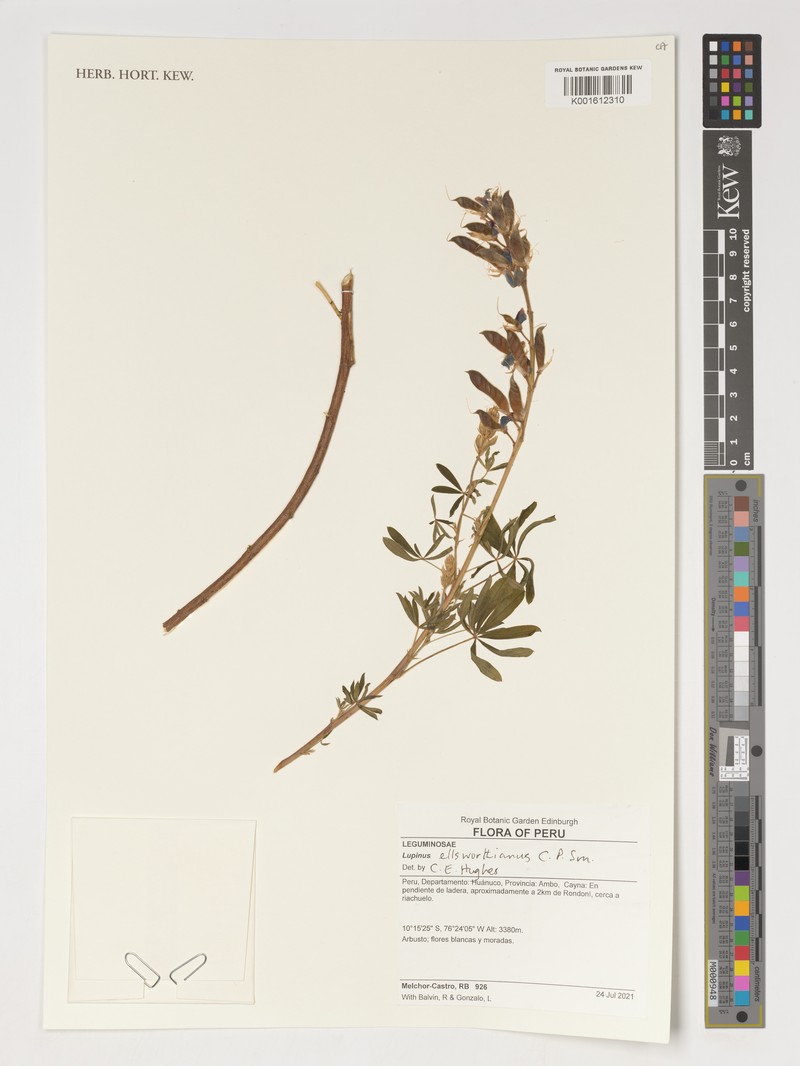 Lupinus ellsworthianus photo 2