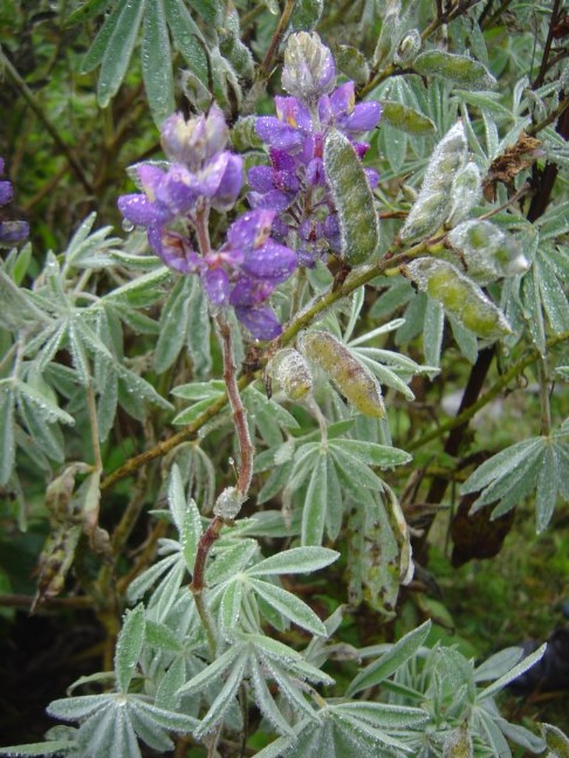 Lupinus ellsworthianus photo 3