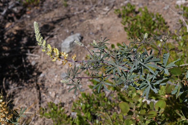 Elmer's Lupine photo 2
