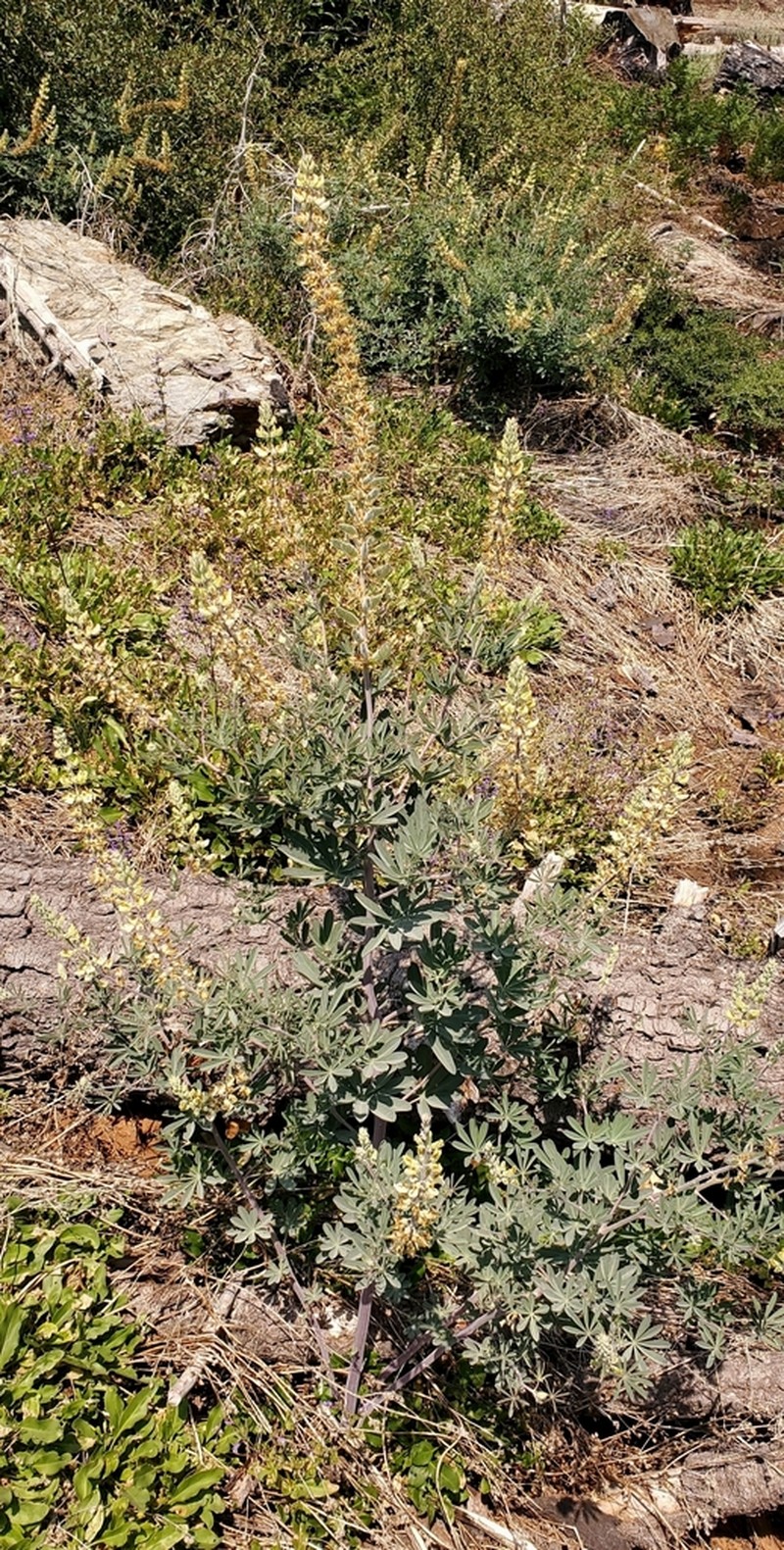 Elmer's Lupine photo 3