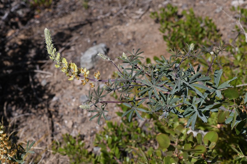 Elmer's Lupine photo 4