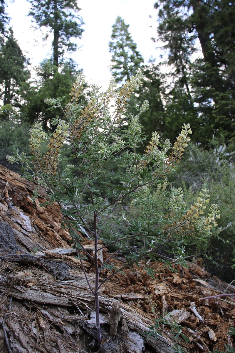 Elmer's Lupine photo 5