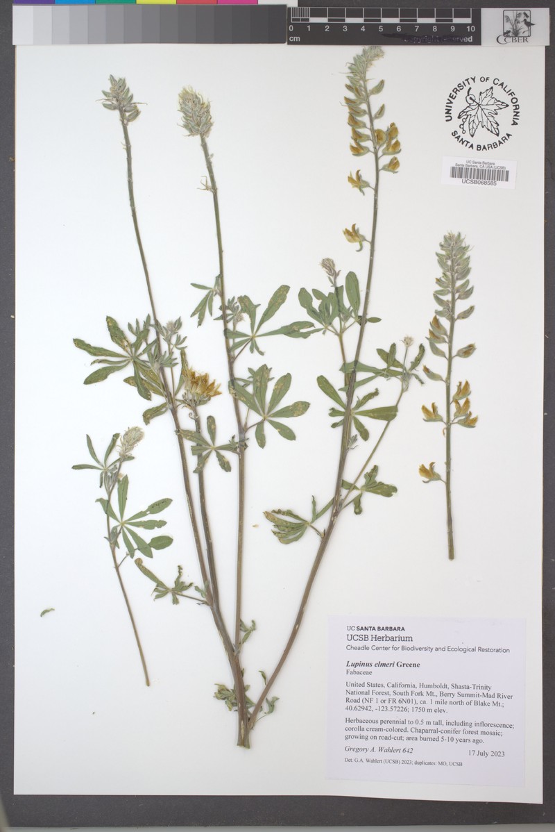Elmer's Lupine photo 6