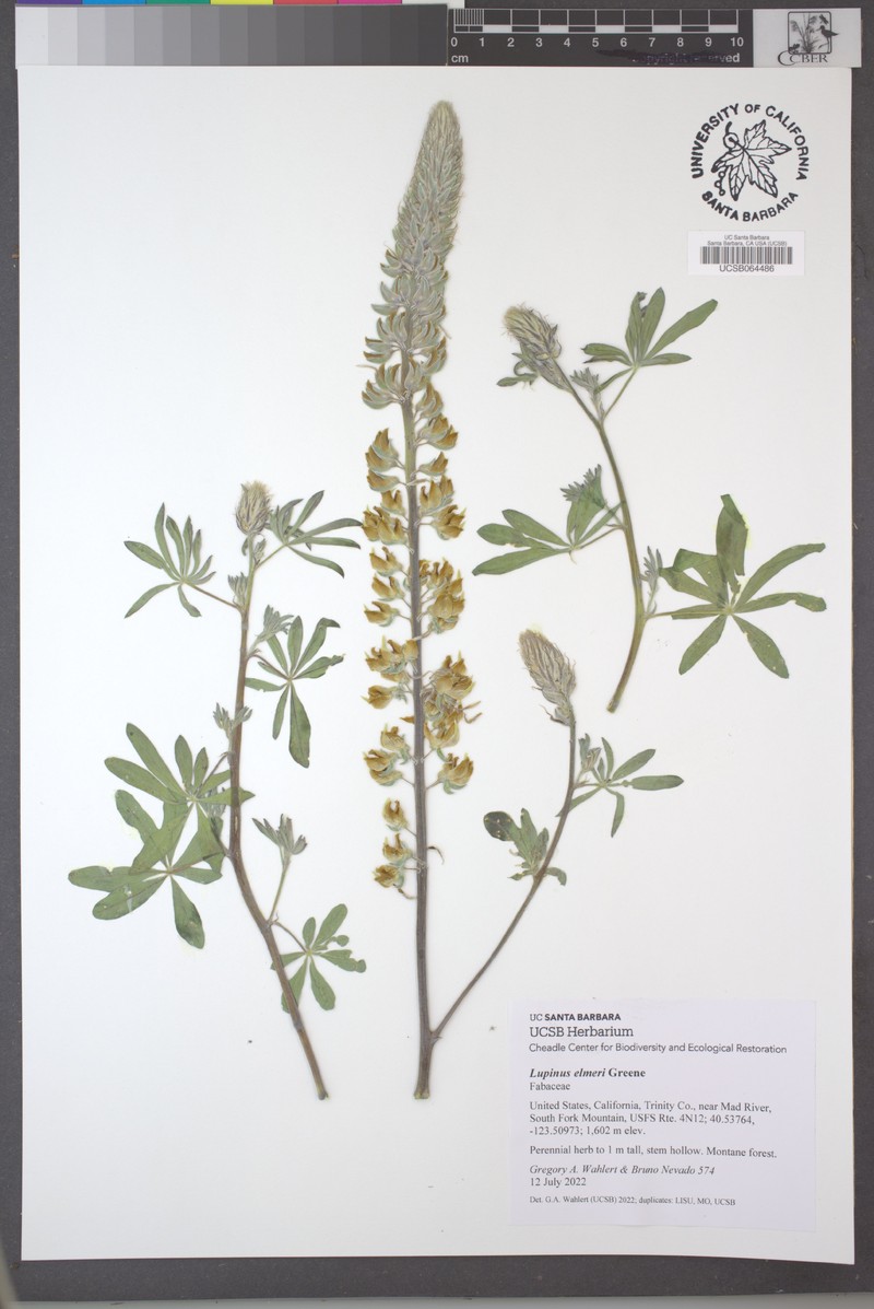 Elmer's Lupine photo 7