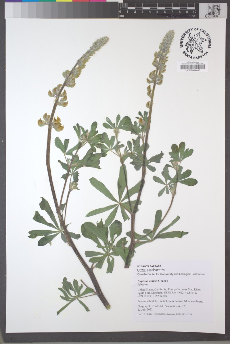 Elmer's Lupine photo 8