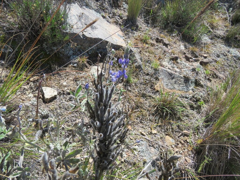 Lupinus erectifolius