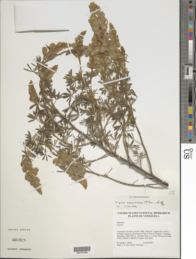Lupinus eremonomus