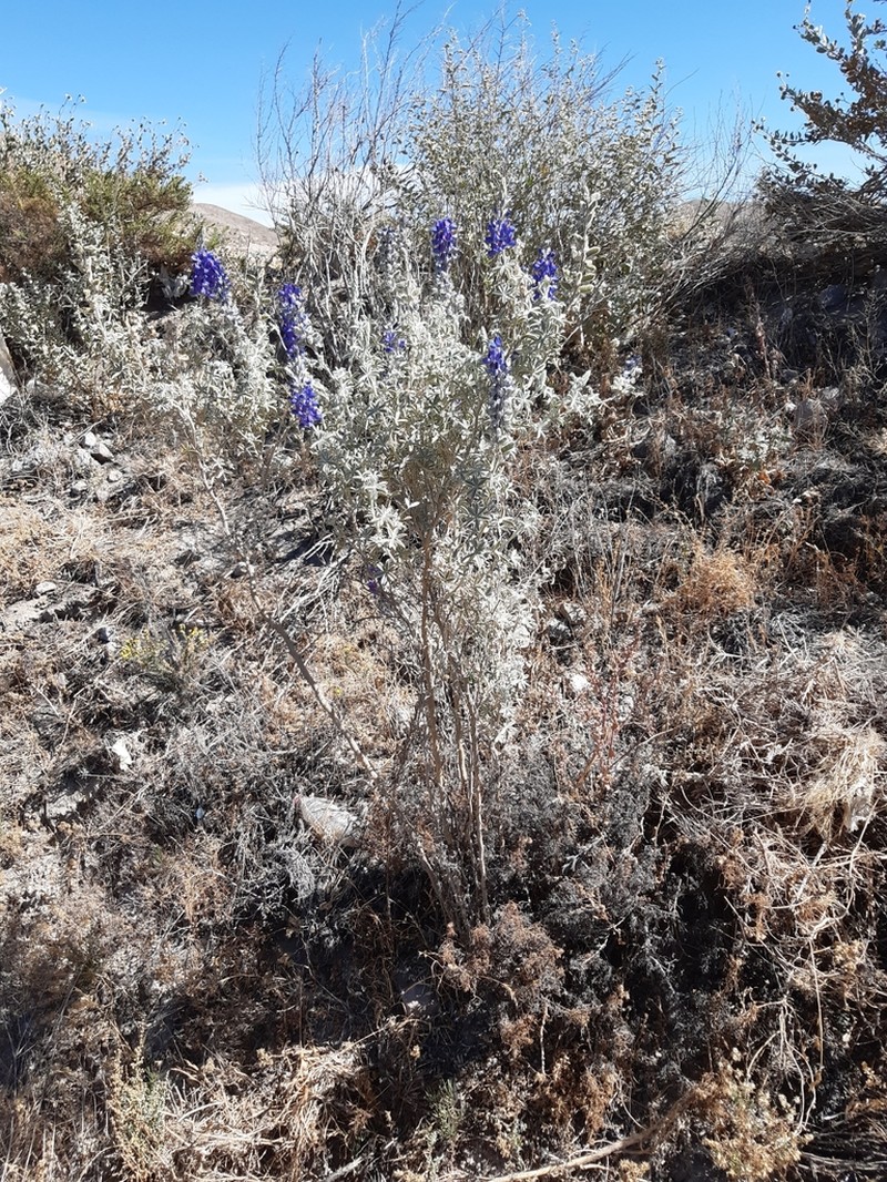 Lupinus eriocladus