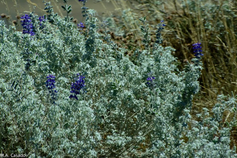 Lupinus eriocladus photo 4