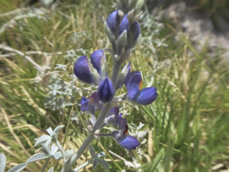 Lupinus eriocladus photo 5