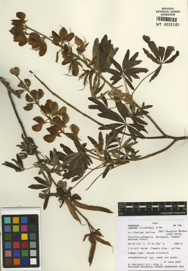 Lupinus eriocladus photo 6
