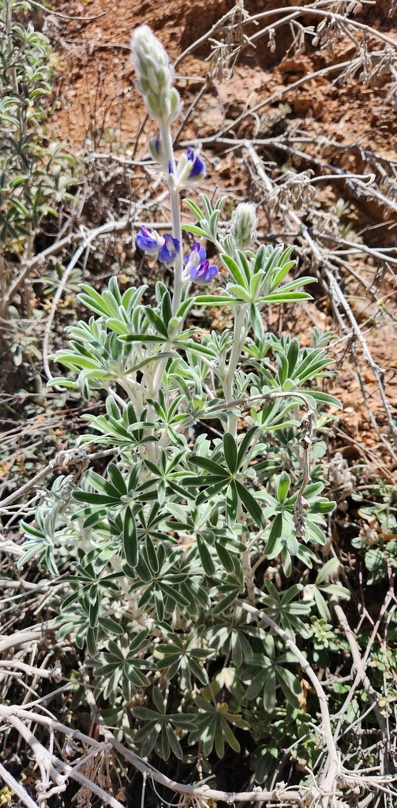 Lupinus ermineus photo 2