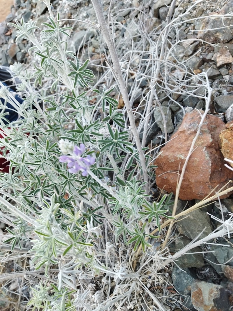 Lupinus ermineus photo 3