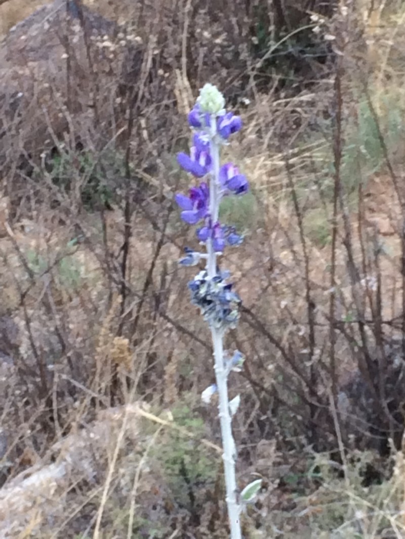 Lupinus ermineus photo 4