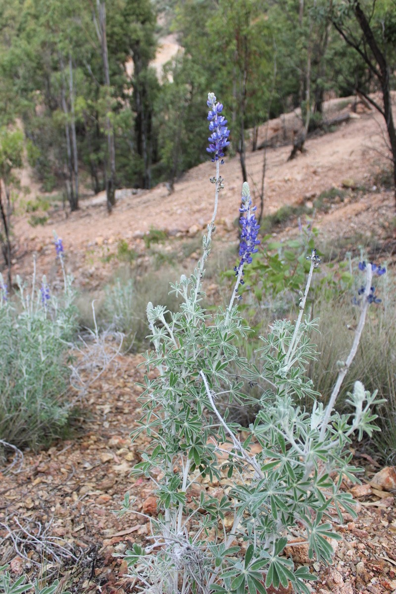 Lupinus ermineus photo 5
