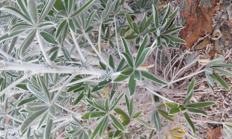 Lupinus ermineus photo 6