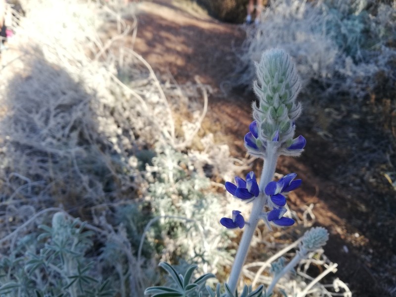 Lupinus ermineus photo 7