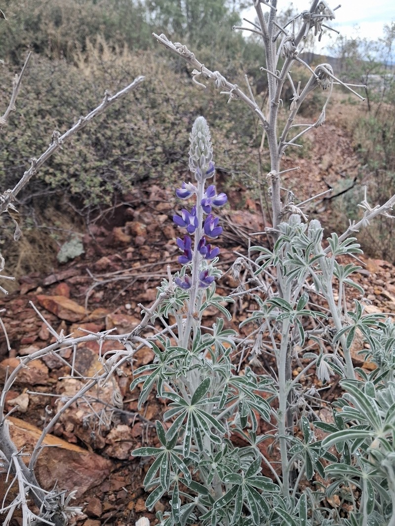 Lupinus ermineus photo 8