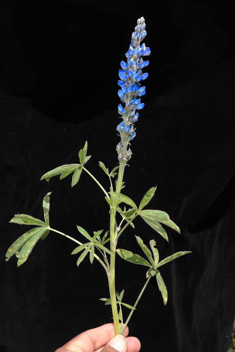 Lupinus espinarensis