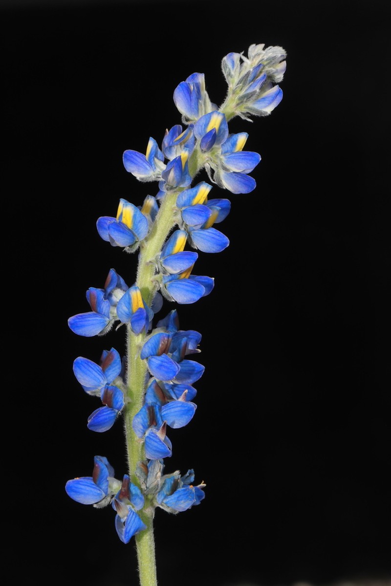 Lupinus espinarensis photo 2