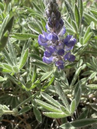 Evermann's Lupine