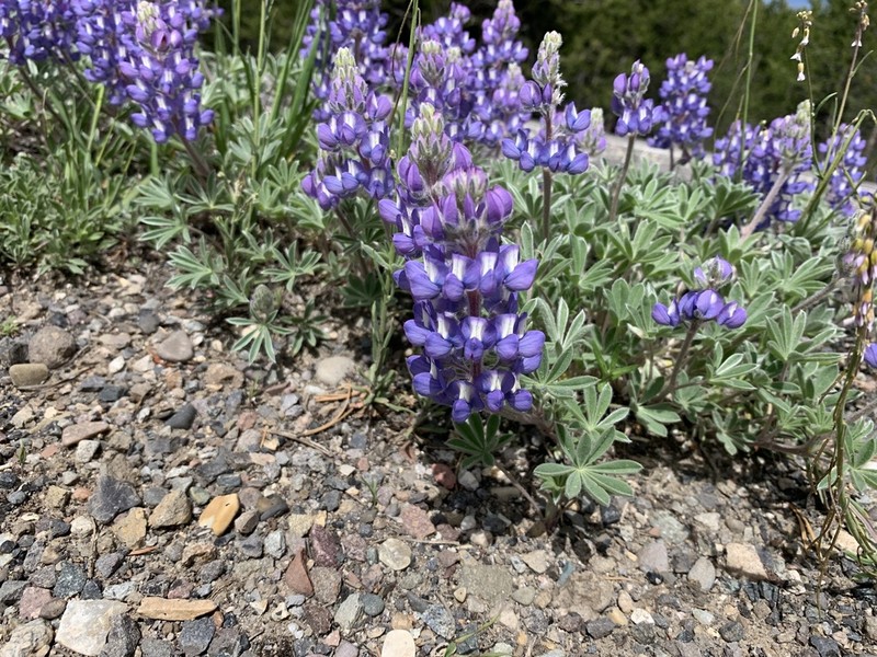 Evermann's Lupine photo 2
