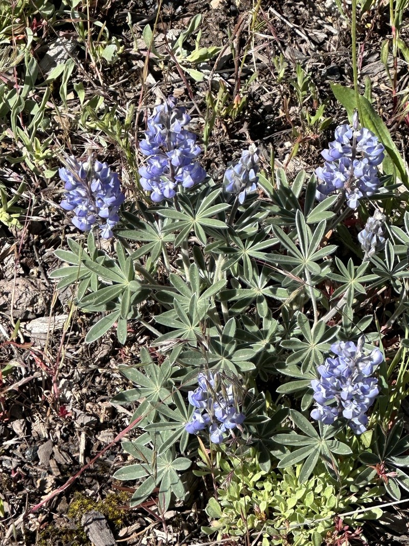 Evermann's Lupine photo 3