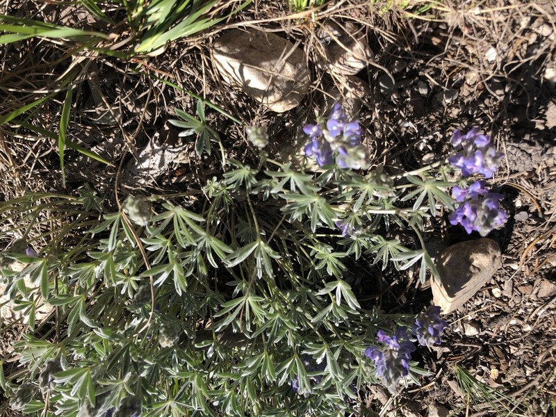 Evermann's Lupine photo 4