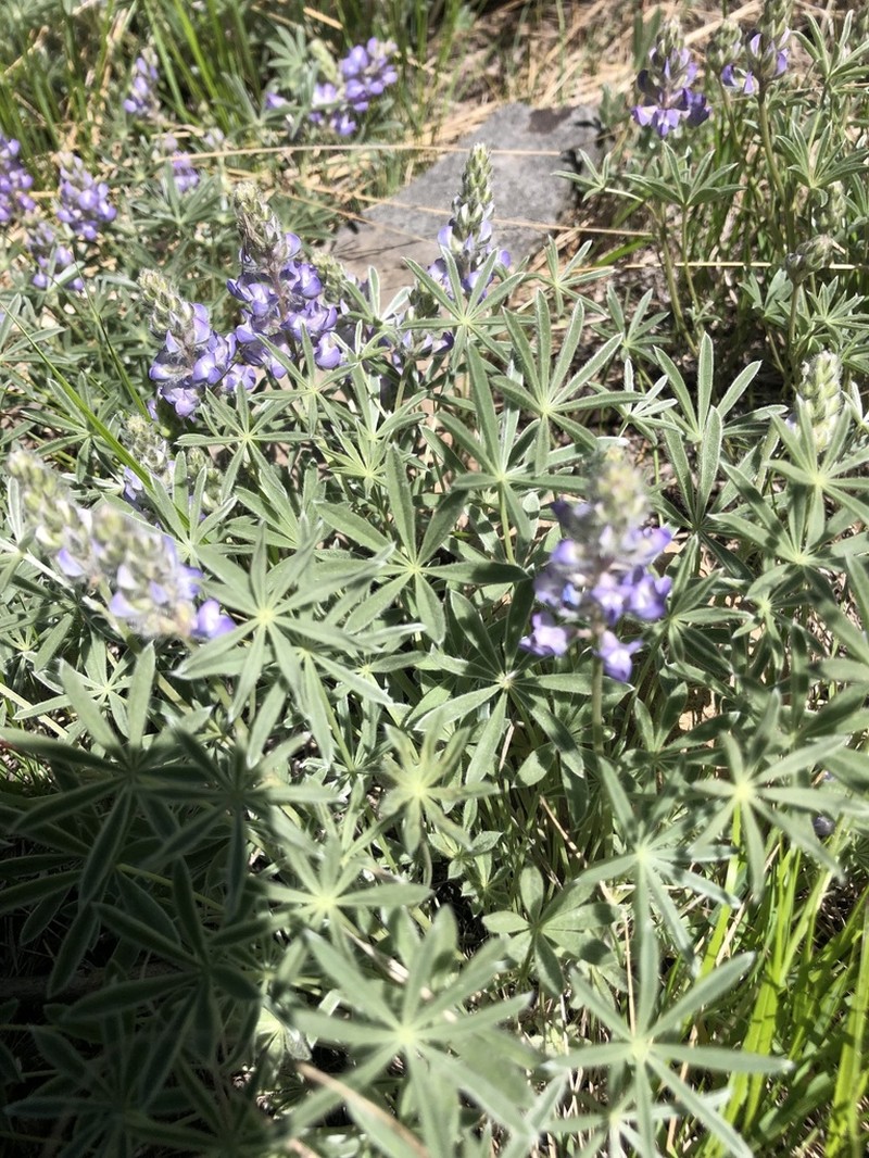 Evermann's Lupine photo 5