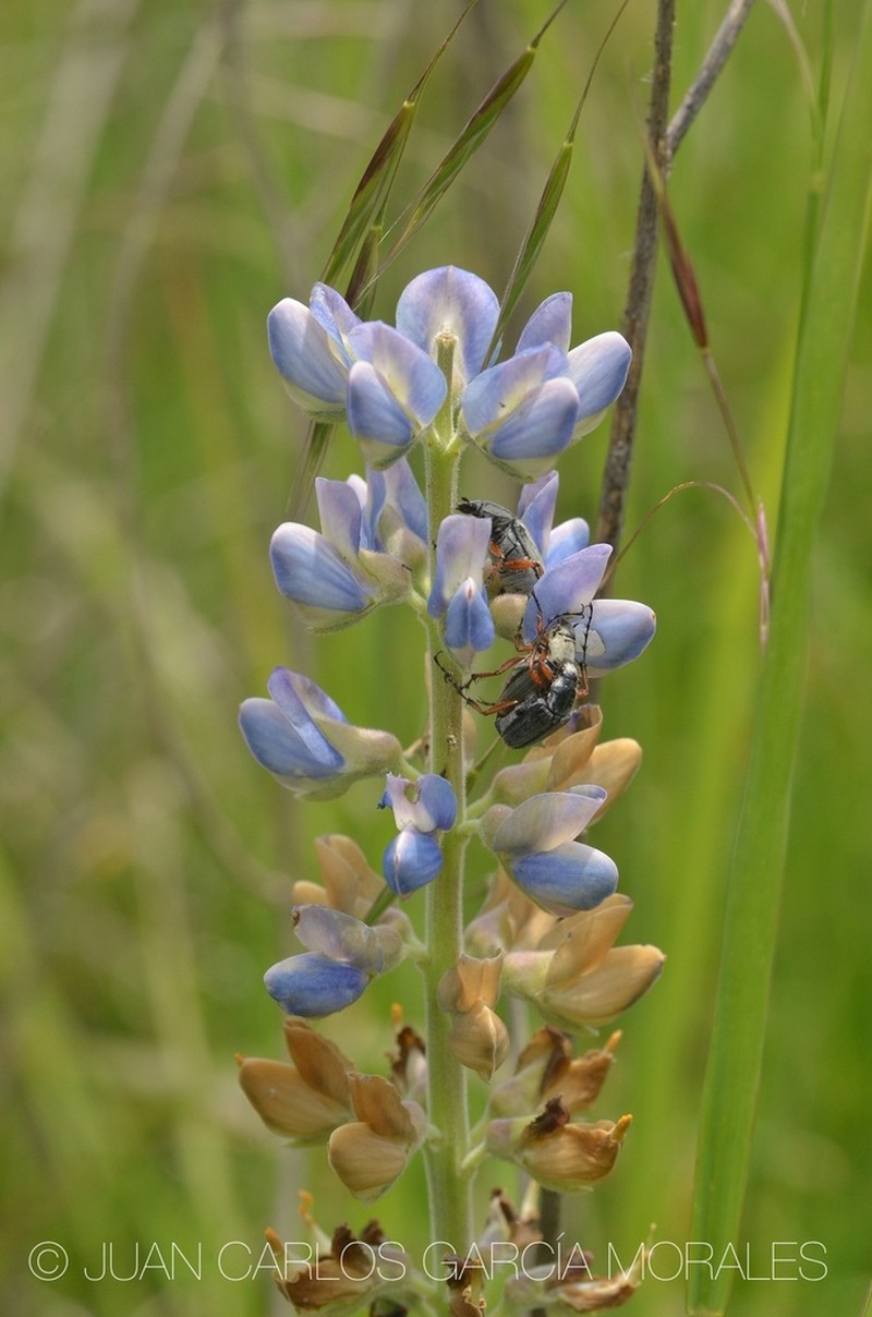 Lupinus exaltatus