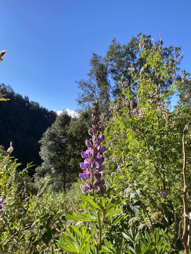 Lupinus exaltatus photo 2