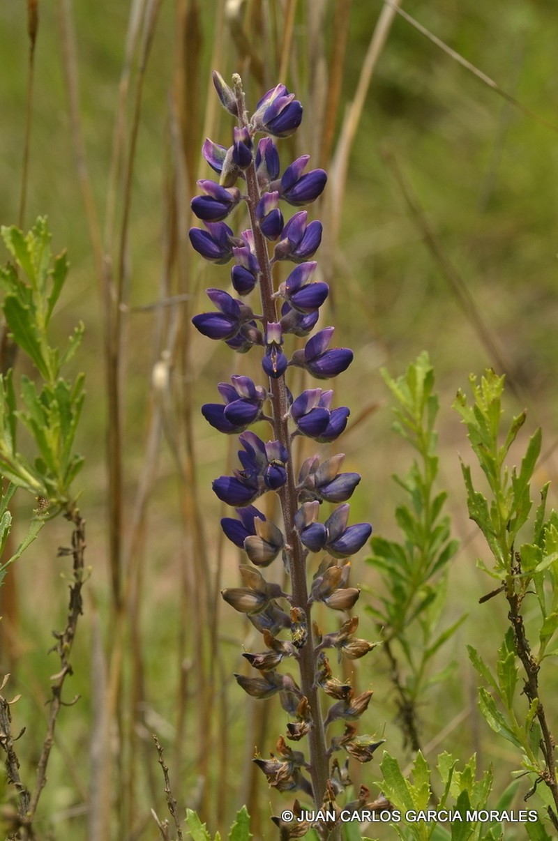 Lupinus exaltatus photo 3