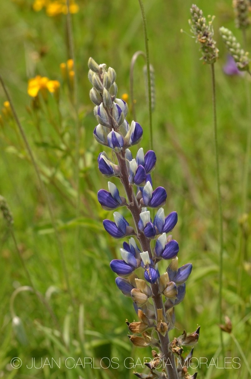 Lupinus exaltatus photo 4