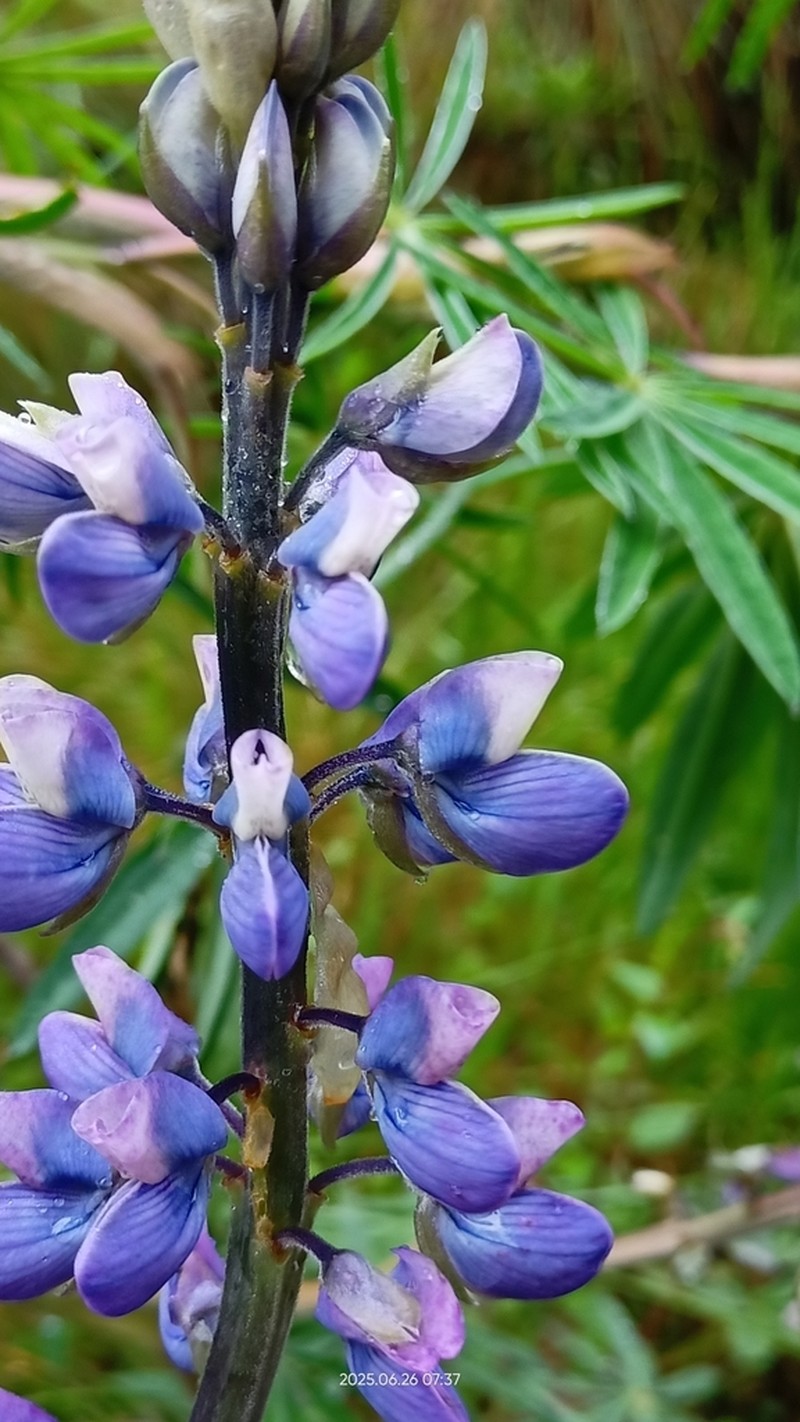 Lupinus exaltatus photo 5