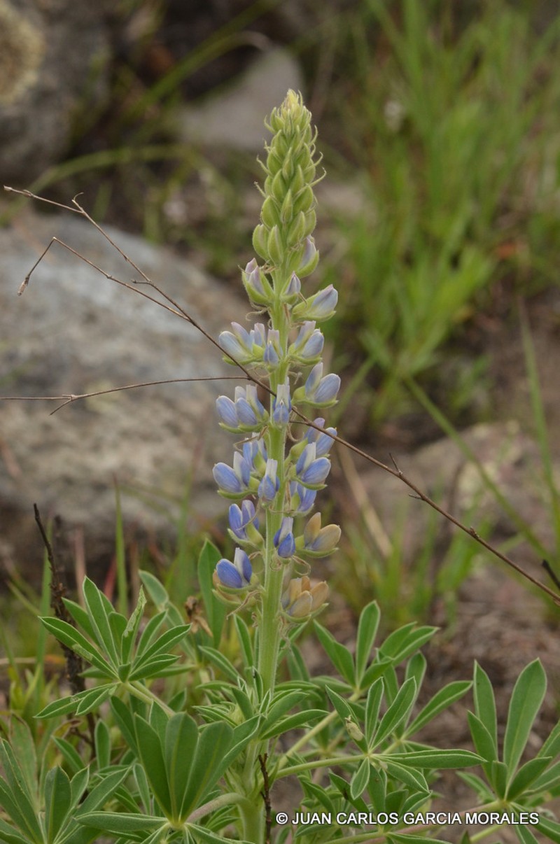 Lupinus exaltatus photo 6