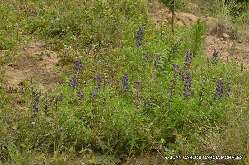 Lupinus exaltatus photo 7