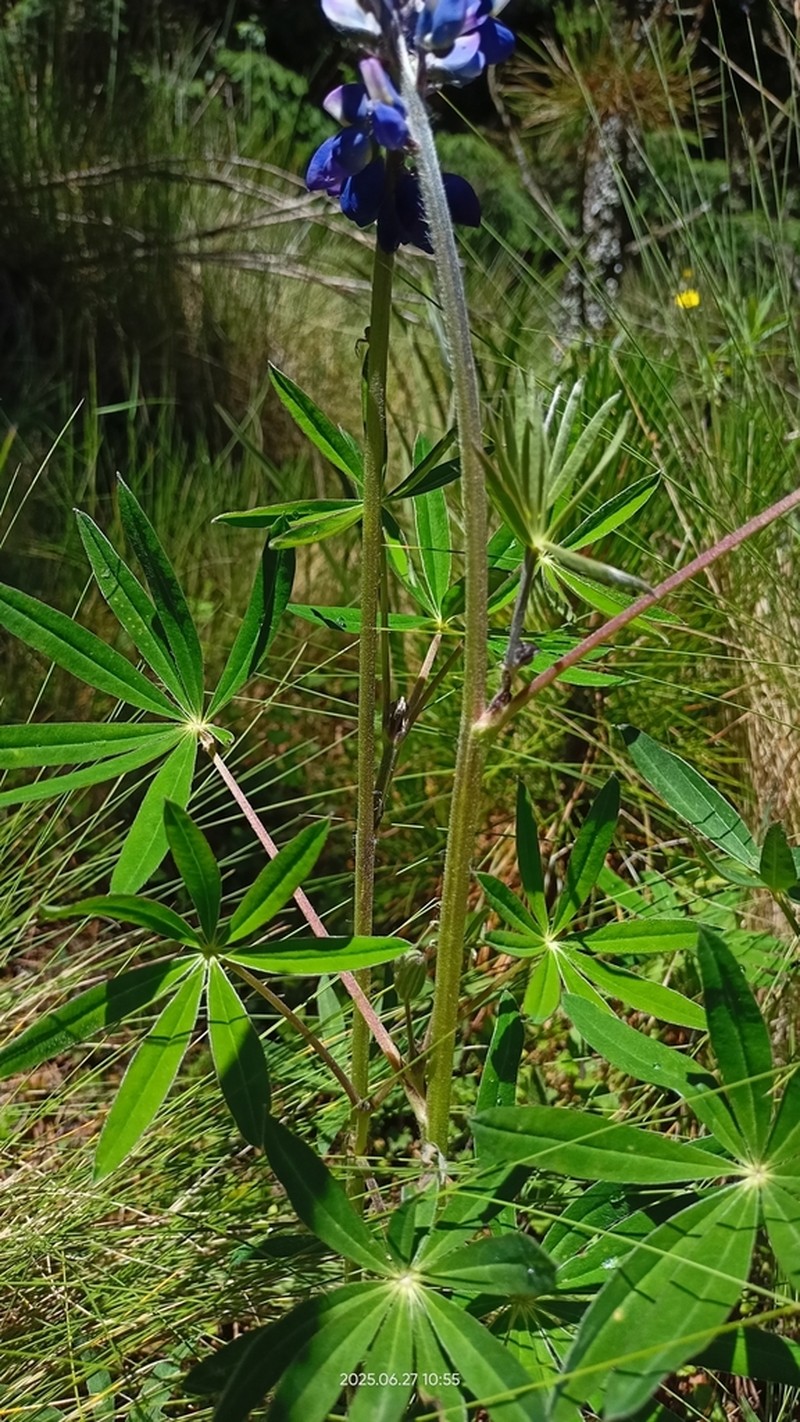 Lupinus exaltatus photo 8