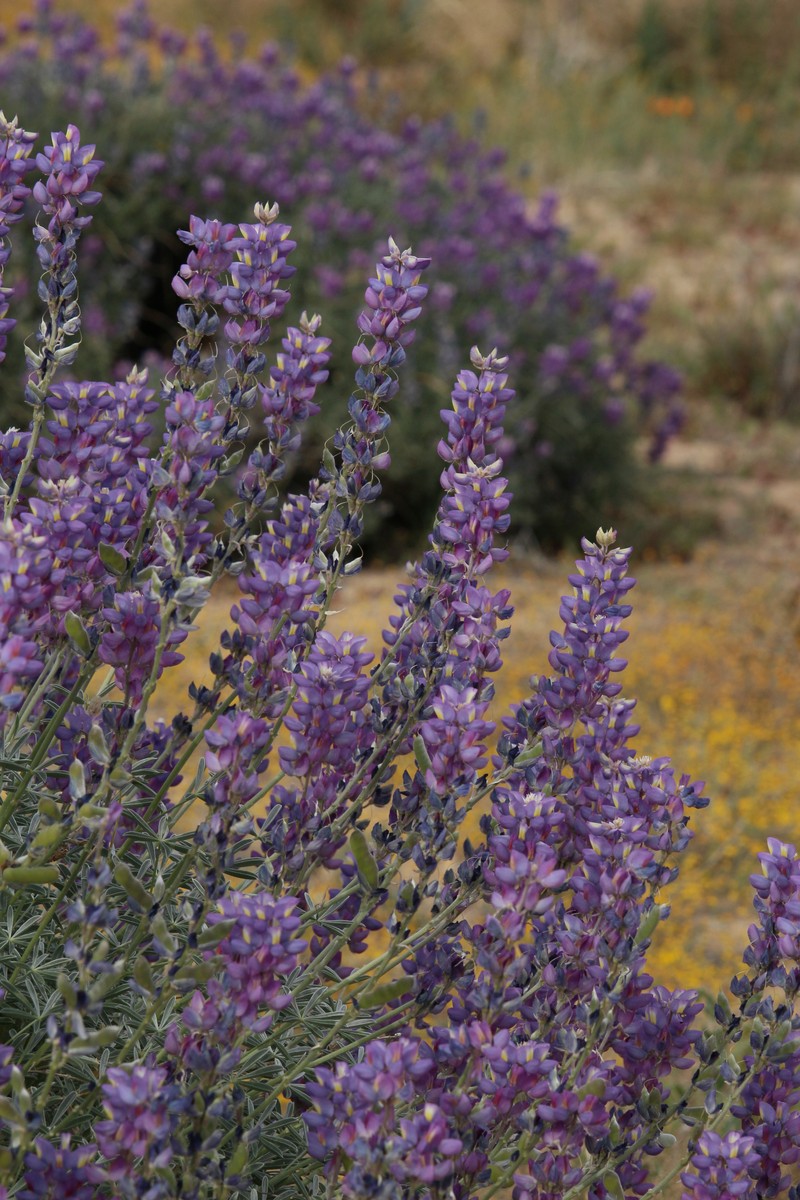 Grape Soda Lupine