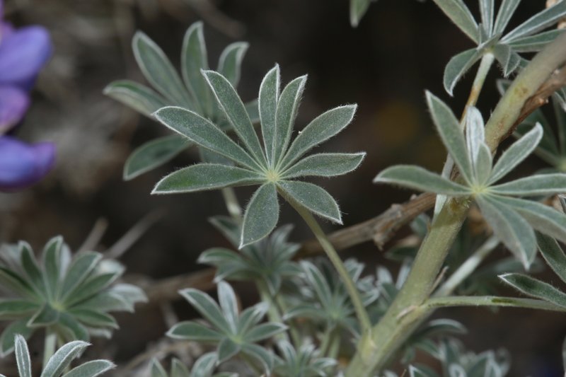 Grape Soda Lupine photo 6