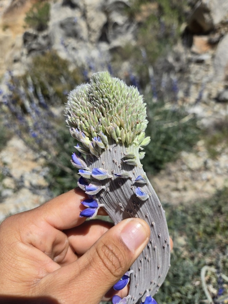 Grape Soda Lupine photo 4